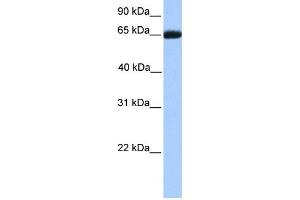 WB Suggested Anti-RXRB Antibody Titration:  0. (Retinoid X Receptor beta Antikörper  (C-Term))