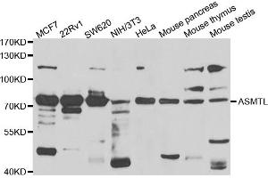 Western blot analysis of extracts of various cell lines, using ASMTL antibody (ABIN5975463) at 1/1000 dilution. (ASMTL Antikörper)