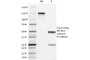 SDS-PAGE Analysis Purified Myeloid Specific Monoclonal Antibody (BM-1). (Myeloid Cell Marker (Macrophage / Granulocyte Marker) Antikörper)