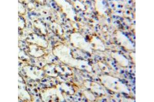 IHC-P analysis of Spleen tissue, with DAB staining. (TLR10 Antikörper  (AA 617-784))