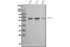 Western blot analysis of METTL14 using anti-METTL14 antibody (ABIN7599817). (METTL14 Antikörper  (AA 12-350))