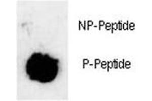 Dot blot analysis of phosphorylated-Sox2 antibody. (SOX2 Antikörper  (pSer251))