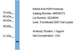 WB Suggested Anti-POP5  Antibody Titration: 0. (POP5 Antikörper  (Middle Region))