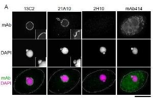 Immunofluorescence (IF) image for anti-Nucleoporin 98kDa (NUP98) (FGxxN Motif), (N-Term) antibody (ABIN2452065)