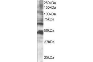 Image no. 2 for anti-Cytoplasmic Polyadenylation Element Binding Protein 1 (CPEB1) (AA 555-566) antibody (ABIN298415) (CPEB1 Antikörper  (AA 555-566))