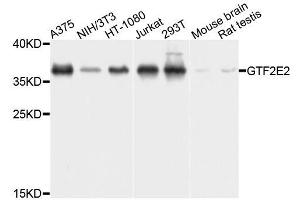 Western blot analysis of extracts of various cell lines, using GTF2E2 antibody (ABIN5995845) at 1/1000 dilution. (GTF2E2 Antikörper)