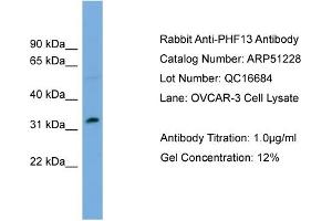 WB Suggested Anti-PHF13  Antibody Titration: 0.