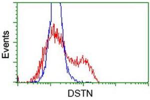 HEK293T cells transfected with either RC203419 overexpress plasmid (Red) or empty vector control plasmid (Blue) were immunostained by anti-DSTN antibody (ABIN2454393), and then analyzed by flow cytometry. (Destrin Antikörper)