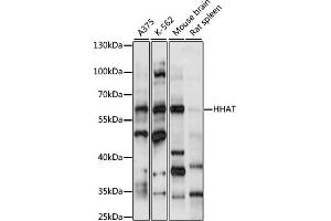 Western blot analysis of extracts of various cell lines, using HHAT antibody (ABIN7267598) at 1:1000 dilution.