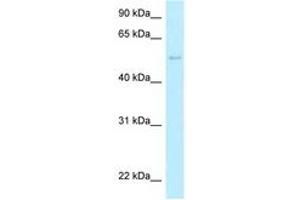 Image no. 1 for anti-Histidyl-tRNA Synthetase 2, Mitochondrial (Putative) (HARS2) (AA 383-432) antibody (ABIN6747895) (HARS2 Antikörper  (AA 383-432))