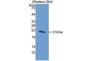 Western Blotting (WB) image for anti-Reelin (RELN) (AA 26-190) antibody (ABIN1980500) (Reelin Antikörper  (AA 26-190))