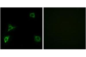 Immunofluorescence (IF) image for anti-Glutamate Receptor, Ionotropic, delta 2 (GRID2) (AA 831-880) antibody (ABIN2889966) (GRID2 Antikörper  (AA 831-880))