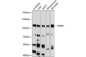 Western blot analysis of extracts of various cell lines, using STRIP1 antibody (ABIN6133290, ABIN6148641, ABIN6148642 and ABIN6214552) at 1:1000 dilution. (STRIP1 Antikörper  (AA 743-837))