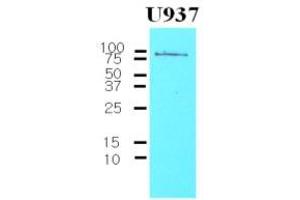 Western Blotting (WB) image for anti-CD44 (CD44) (AA 21-145) antibody (ABIN263995) (CD44 Antikörper  (AA 21-145))