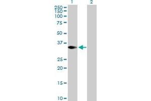 Western Blot analysis of TRIM4 expression in transfected 293T cell line by TRIM4 MaxPab polyclonal antibody. (TRIM4 Antikörper  (AA 1-294))