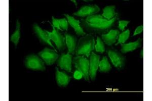 Immunofluorescence (IF) image for anti-Tripartite Motif Containing 25 (TRIM25) (AA 211-310) antibody (ABIN521577)