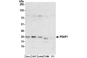 anti-PDGFA Associated Protein 1 (PDAP1) (AA 75-100) antibody
