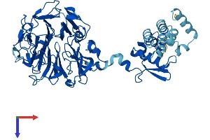 RCBTB1 Protein (AA 1-531) (His tag)