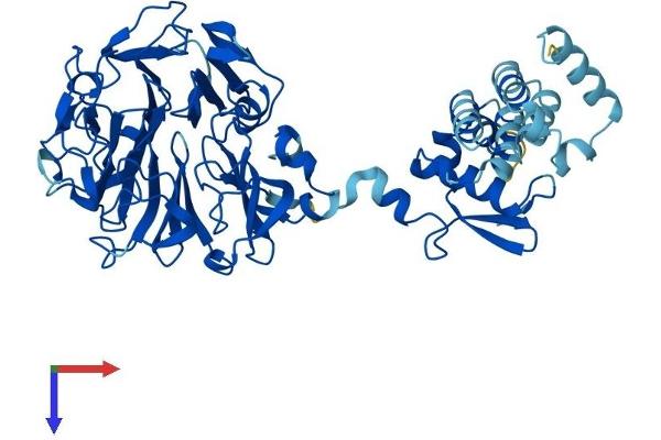 RCBTB1 Protein (AA 1-531) (His tag)