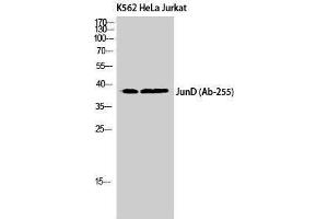 Western Blotting (WB) image for anti-Jun D Proto-Oncogene (JUND) (Ser67) antibody (ABIN3175746) (JunD Antikörper  (Ser67))