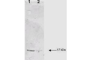 IL-1B was used at a 1:200 dilution incubated 1 h at room temperature to detect dog IL-1B by Western blot. (IL-1 beta Antikörper  (Cleavage Site, N-Term))