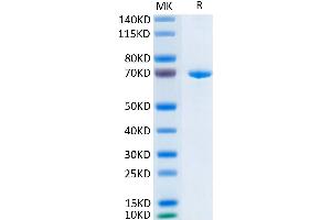 Human Her3 on Tris-Bis PAGE under reduced condition. (ERBB3 Protein (AA 20-643) (His-Avi Tag))