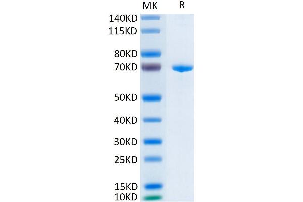 ERBB3 Protein (AA 20-643) (His-Avi Tag)