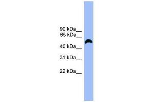 Western Blot showing MARCO antibody used at a concentration of 1-2 ug/ml to detect its target protein. (MARCO Antikörper  (C-Term))