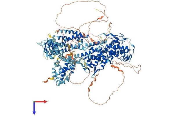 SOS2 Protein (AA 1-1332) (His tag)