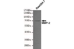 Western blot analysis of extracts from Raw264. (MMP2 Antikörper)