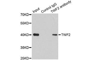 Immunoprecipitation analysis of 200ug extracts of 293T cells using 1ug TWF2 antibody (ABIN6293476). (TWF2 Antikörper)
