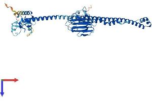 TRIM10 Protein (AA 1-489) (His tag)