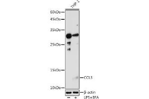 CCL3 antibody  (AA 24-92)