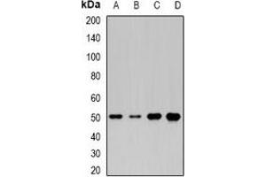 Western blot analysis of MOCS3 expression in HepG2 (A), Jurkat (B), mouse liver (C), rat heart (D) whole cell lysates. (MOCS3 Antikörper)
