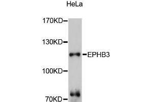 Western blot analysis of extracts of HeLa cells, using EPHB3 antibody (ABIN5997686) at 1:3000 dilution. (EPH Receptor B3 Antikörper)
