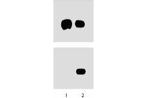Western Blotting (WB) image for anti-Signal Transducer and Activator of Transcription 3 (Acute-Phase Response Factor) (STAT3) (pSer727) antibody (ABIN968869)