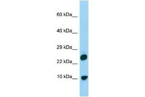 Host: Rabbit Target Name: H2AFV Sample Type: 293T Whole Cell lysates Antibody Dilution: 1. (H2AFV Antikörper  (N-Term))