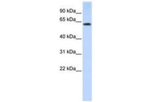 Image no. 1 for anti-Tripartite Motif Containing 55 (TRIM55) (AA 72-121) antibody (ABIN6740819) (TRIM55 Antikörper  (AA 72-121))