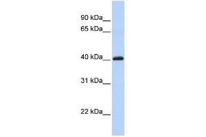 WB Suggested Anti-FOXI1 Antibody Titration:  0. (FOXI1 Antikörper  (C-Term))