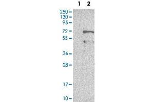 Western Blot analysis of Lane 1: negative control (vector only transfected HEK293T cell lysate) and Lane 2: over-expression lysate (co-expressed with a C-terminal myc-DDK tag in mammalian HEK293T cells) with BAG4 polyclonal antibody .