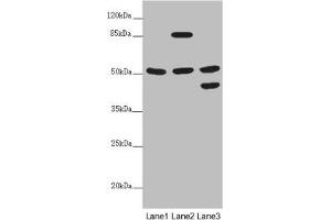 Western blot All lanes: PPP2R3C antibody at 5. (PPP2R3C Antikörper  (Regulatory Subunit B))