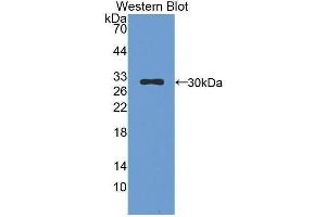 Western Blotting (WB) image for anti-Chymase 1, Mast Cell (CMA1) (AA 9-247) antibody (ABIN1858430) (CMA1 Antikörper  (AA 9-247))