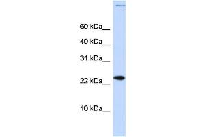 WB Suggested Anti-CHRAC1 Antibody Titration:  0. (CHRAC1 Antikörper  (Middle Region))