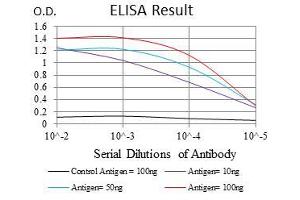 Black line: Control Antigen (100 ng), Purple line: Antigen(10 ng), Blue line: Antigen (50 ng), Red line: Antigen (100 ng), (RAF1 Antikörper)