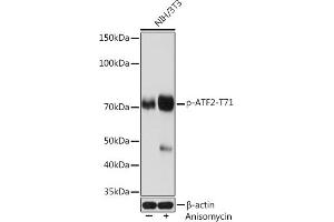 Western blot analysis of extracts of NIH/3T3 cells, using Phospho--T71 Rabbit mAb (ABIN7265404) at 1:1000 dilution. (ATF2 Antikörper  (pThr71))