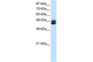 Western Blotting (WB) image for anti-Zinc Finger Protein 785 (ZNF785) antibody (ABIN2461309) (ZNF785 Antikörper)