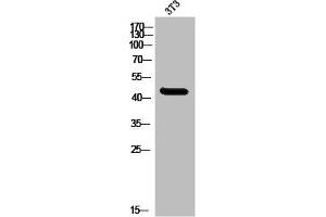 Western Blot analysis of 3T3 cells using MNDA Polyclonal Antibody (MNDA Antikörper  (C-Term))