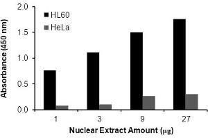 RELB ELISA Kit