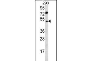 ABHD2 Antibody (Center) (ABIN657007 and ABIN2846187) western blot analysis in 293 cell line lysates (35 μg/lane).