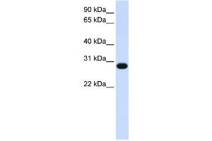 Western Blotting (WB) image for anti-GINS Complex Subunit 2 (Psf2 Homolog) (GINS2) antibody (ABIN2458998) (GINS2 Antikörper)